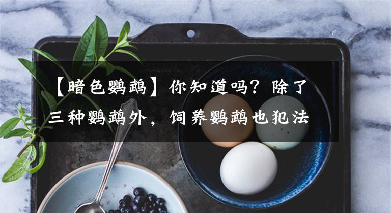 【暗色鹦鹉】你知道吗？除了三种鹦鹉外，饲养鹦鹉也犯法