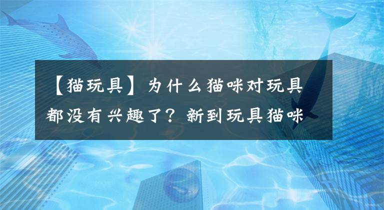 【猫玩具】为什么猫咪对玩具都没有兴趣了？新到玩具猫咪滚地龙玩耍秀