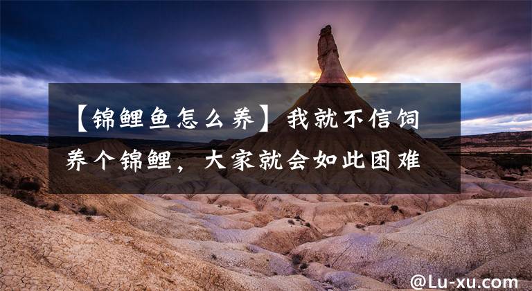 【锦鲤鱼怎么养】我就不信饲养个锦鲤，大家就会如此困难重重，原因就在以下几点