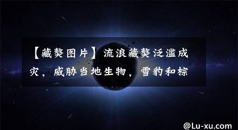 【藏獒图片】流浪藏獒泛滥成灾，威胁当地生物，雪豹和棕熊都不是对手