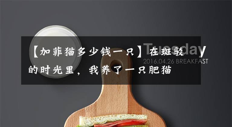 【加菲猫多少钱一只】在斑驳的时光里，我养了一只肥猫