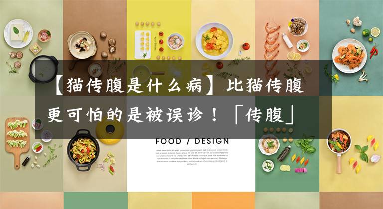 【猫传腹是什么病】比猫传腹更可怕的是被误诊！「传腹」and「腹水」你分清了吗？