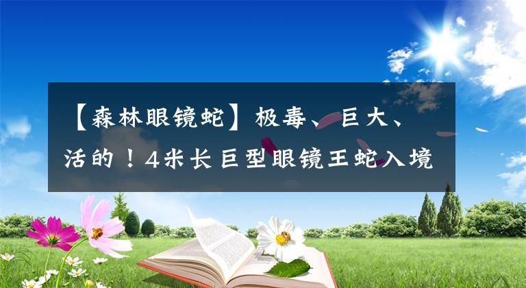 【森林眼镜蛇】极毒、巨大、活的！4米长巨型眼镜王蛇入境被截获，今天热搜第一！它怎么进来的？