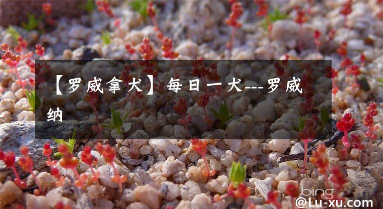 【罗威拿犬】每日一犬---罗威纳