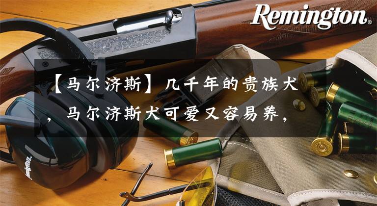 【马尔济斯】几千年的贵族犬，马尔济斯犬可爱又容易养，为什么很少人养？