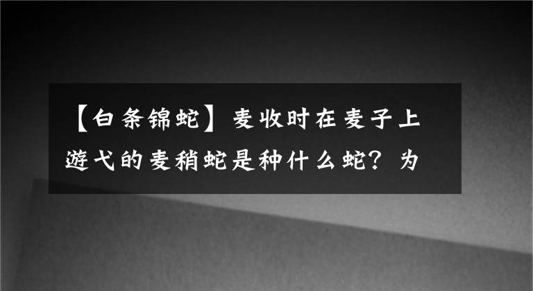 【白条锦蛇】麦收时在麦子上游弋的麦稍蛇是种什么蛇？为何现在基本见不到了