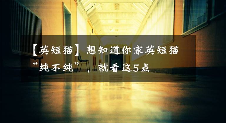 【英短猫】想知道你家英短猫“纯不纯”，就看这5点