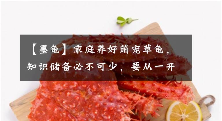 【墨龟】家庭养好萌宠草龟，知识储备必不可少，要从一开始就做对