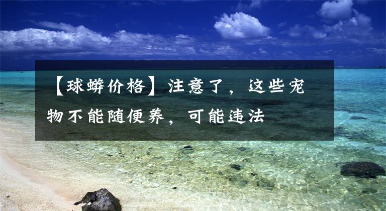 【球蟒价格】注意了，这些宠物不能随便养，可能违法