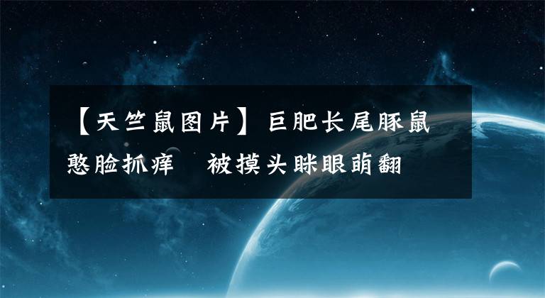 【天竺鼠图片】巨肥长尾豚鼠憨脸抓痒　被摸头眯眼萌翻