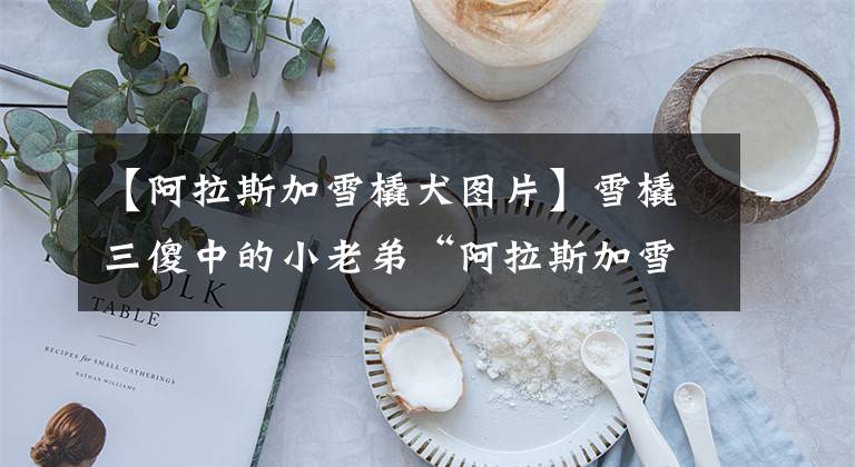 【阿拉斯加雪橇犬图片】雪橇三傻中的小老弟“阿拉斯加雪橇犬”
