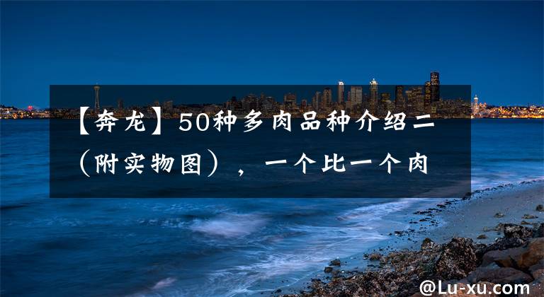 【奔龙】50种多肉品种介绍二（附实物图），一个比一个肉、萌、个性