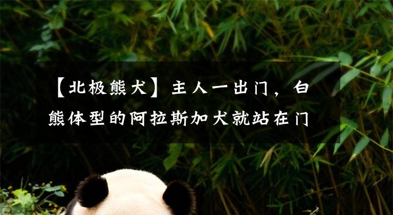 【北极熊犬】主人一出门，白熊体型的阿拉斯加犬就站在门口狼嚎