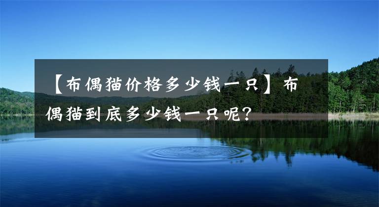 【布偶猫价格多少钱一只】布偶猫到底多少钱一只呢？