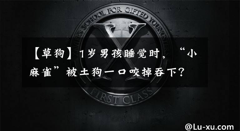 【草狗】1岁男孩睡觉时，“小麻雀”被土狗一口咬掉吞下？还能长出来吗？