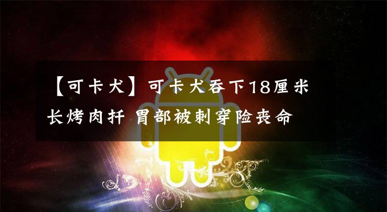 【可卡犬】可卡犬吞下18厘米长烤肉扦 胃部被刺穿险丧命