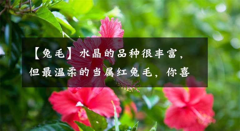 【兔毛】水晶的品种很丰富，但最温柔的当属红兔毛，你喜欢吗？