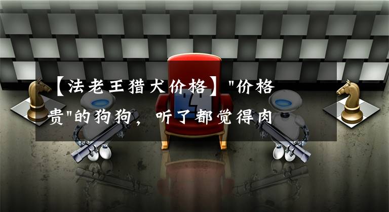 【法老王猎犬价格】"价格贵"的狗狗，听了都觉得肉疼，能让人望而却步