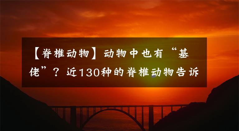 【脊椎动物】动物中也有“基佬”？近130种的脊椎动物告诉你，同性也有真爱