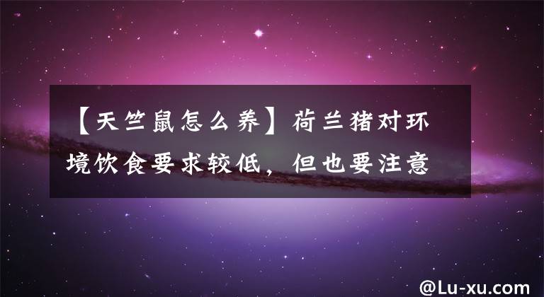 【天竺鼠怎么养】荷兰猪对环境饮食要求较低，但也要注意清洁卫生，荷兰猪怎么养