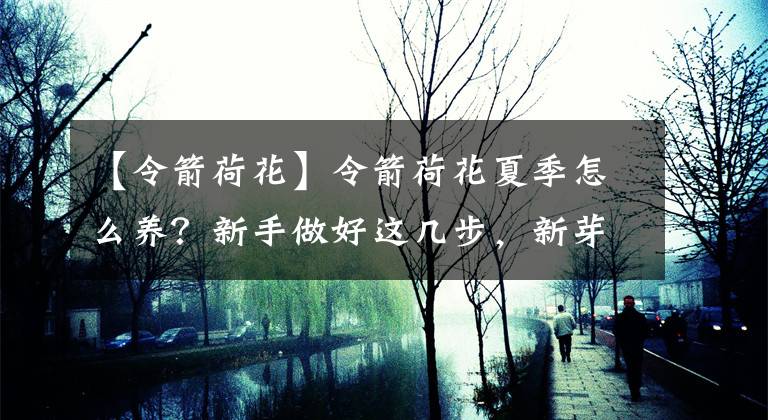 【令箭荷花】令箭荷花夏季怎么养？新手做好这几步，新芽冒不停，明年开花翻倍