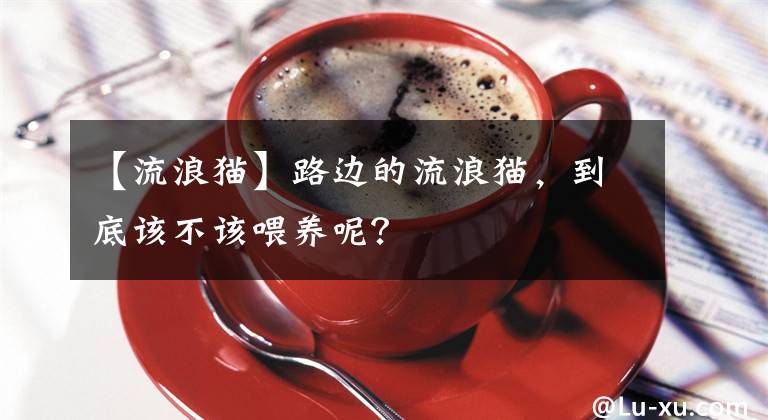 【流浪猫】路边的流浪猫，到底该不该喂养呢？