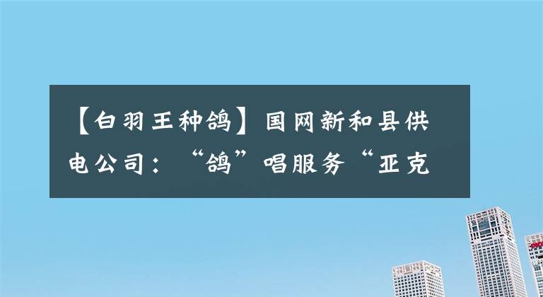 【白羽王种鸽】国网新和县供电公司：“鸽”唱服务“亚克西”