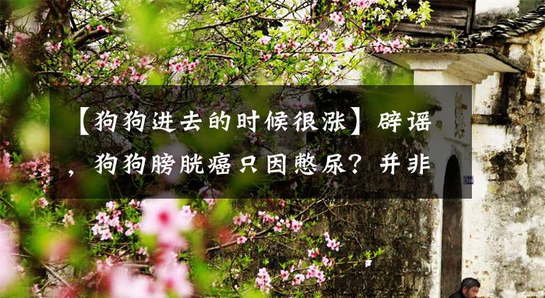 【狗狗进去的时候很涨】辟谣，狗狗膀胱癌只因憋尿？并非如此，二手烟等因素才是主要原因