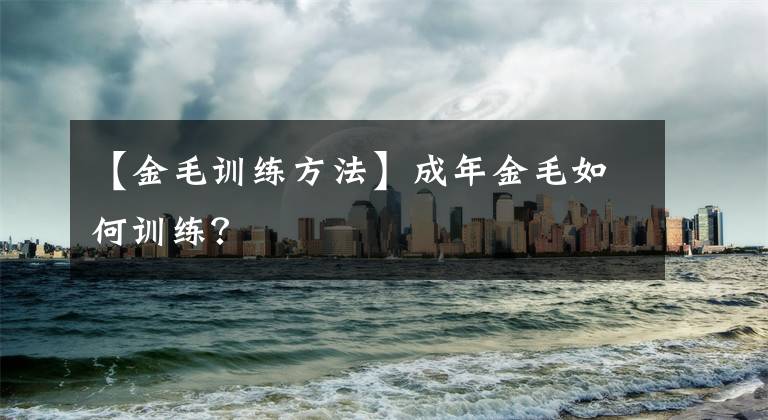 【金毛训练方法】成年金毛如何训练？