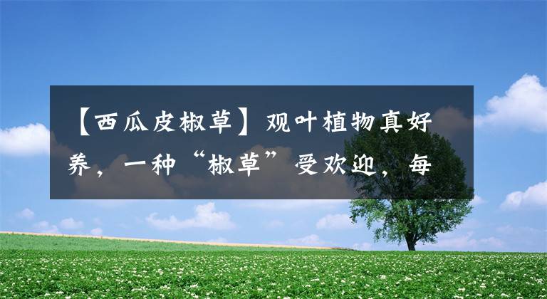 【西瓜皮椒草】观叶植物真好养，一种“椒草”受欢迎，每天晒太阳盆里绿叶爆盆