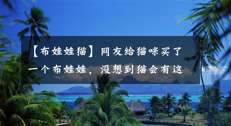 【布娃娃猫】网友给猫咪买了一个布娃娃，没想到猫会有这样的反应……