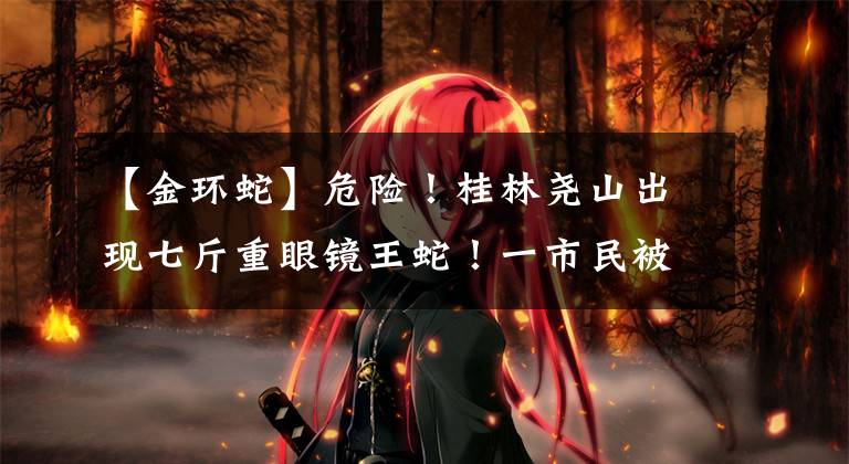 【金环蛇】危险！桂林尧山出现七斤重眼镜王蛇！一市民被咬后紧急前往医院