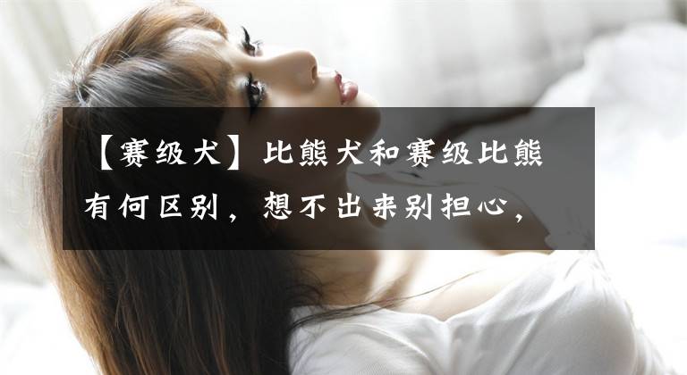 【赛级犬】比熊犬和赛级比熊有何区别，想不出来别担心，五点为你解释清楚