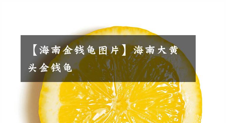 【海南金钱龟图片】海南大黄头金钱龟