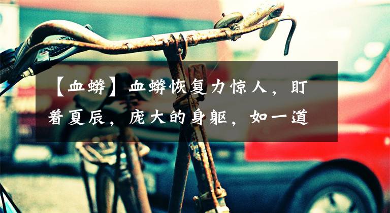 【血蟒】血蟒恢复力惊人，盯着夏辰，庞大的身躯，如一道利箭，向夏辰冲来