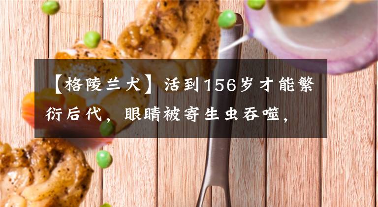 【格陵兰犬】活到156岁才能繁衍后代，眼睛被寄生虫吞噬，啥也看不见