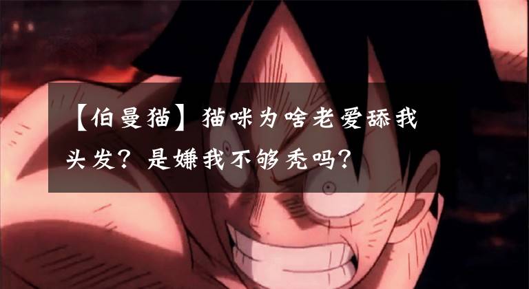 【伯曼猫】猫咪为啥老爱舔我头发？是嫌我不够秃吗？
