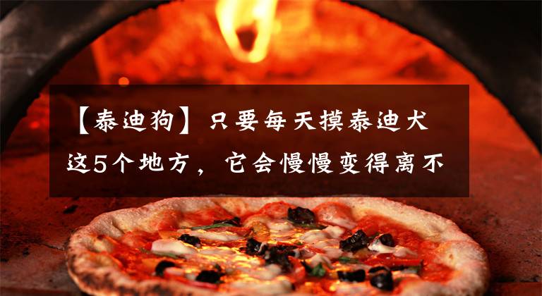 【泰迪狗】只要每天摸泰迪犬这5个地方，它会慢慢变得离不开你了
