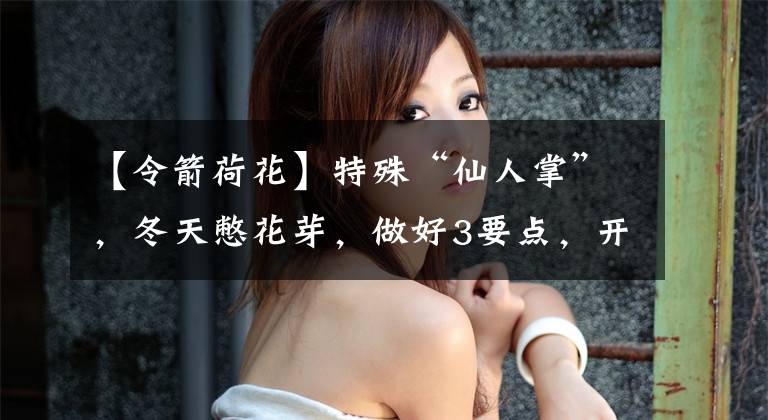 【令箭荷花】特殊“仙人掌”，冬天憋花芽，做好3要点，开满“大荷花”