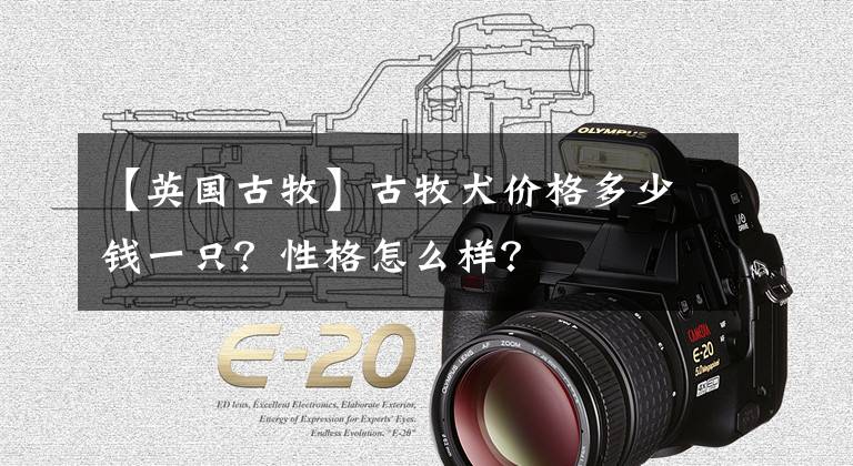 【英国古牧】古牧犬价格多少钱一只？性格怎么样？