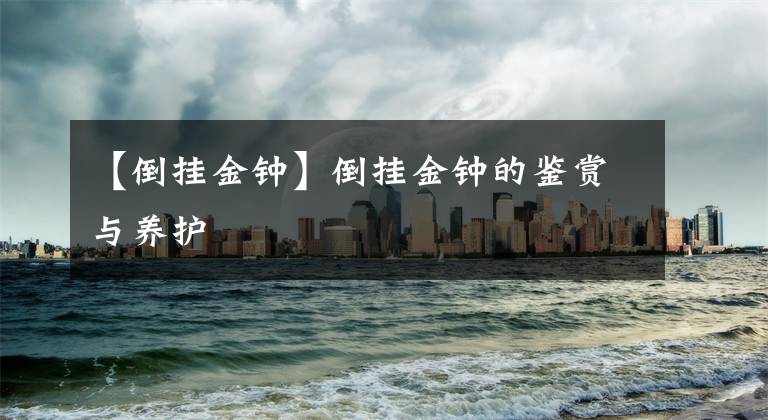 【倒挂金钟】倒挂金钟的鉴赏与养护