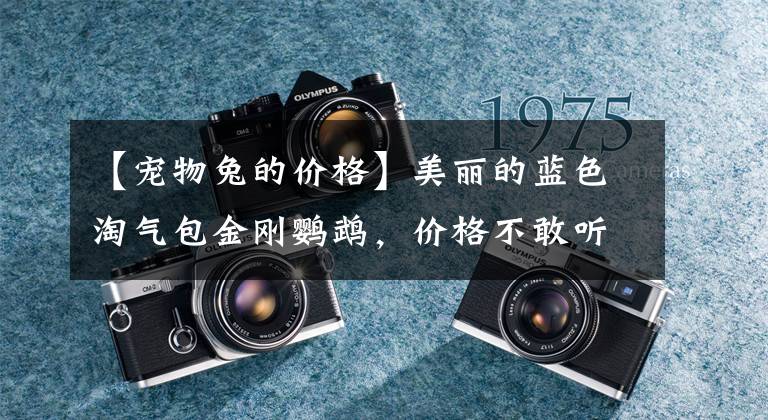 【宠物兔的价格】美丽的蓝色淘气包金刚鹦鹉，价格不敢听