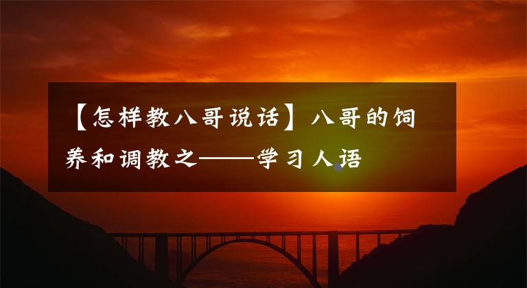 【怎样教八哥说话】八哥的饲养和调教之——学习人语
