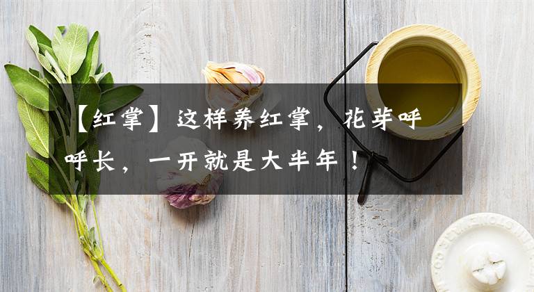 【红掌】这样养红掌，花芽呼呼长，一开就是大半年！