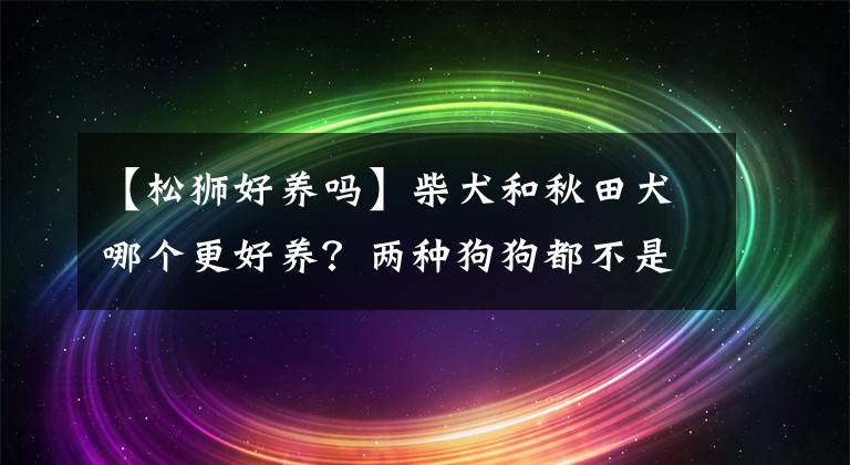 【松狮好养吗】柴犬和秋田犬哪个更好养？两种狗狗都不是省油的灯