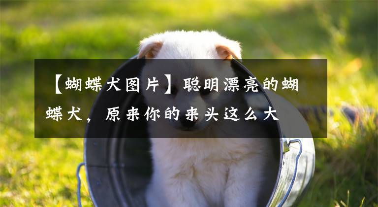 【蝴蝶犬图片】聪明漂亮的蝴蝶犬，原来你的来头这么大