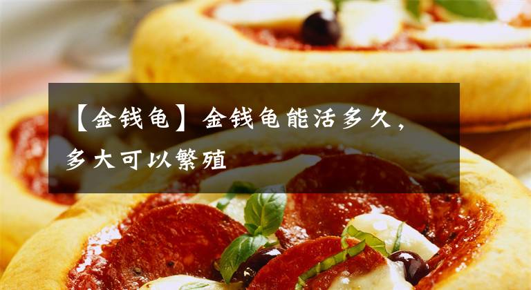 【金钱龟】金钱龟能活多久，多大可以繁殖
