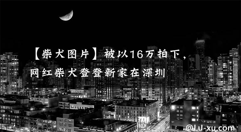 【柴犬图片】被以16万拍下，网红柴犬登登新家在深圳