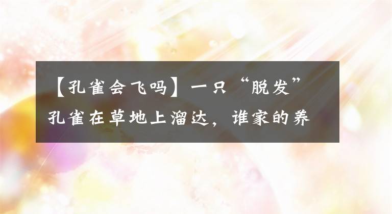 【孔雀会飞吗】一只“脱发”孔雀在草地上溜达，谁家的养的宠物丢了？