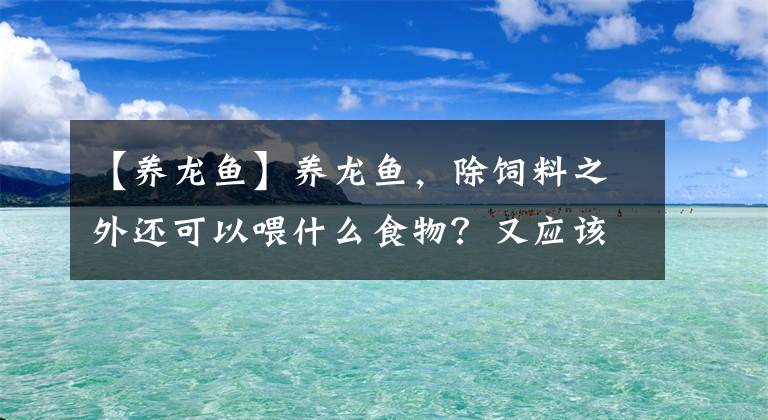 【养龙鱼】养龙鱼，除饲料之外还可以喂什么食物？又应该怎么处理呢？